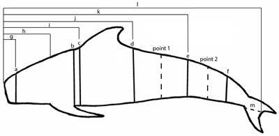 Using 3D Models to Improve Estimates of Marine Mammal Size and External Morphology